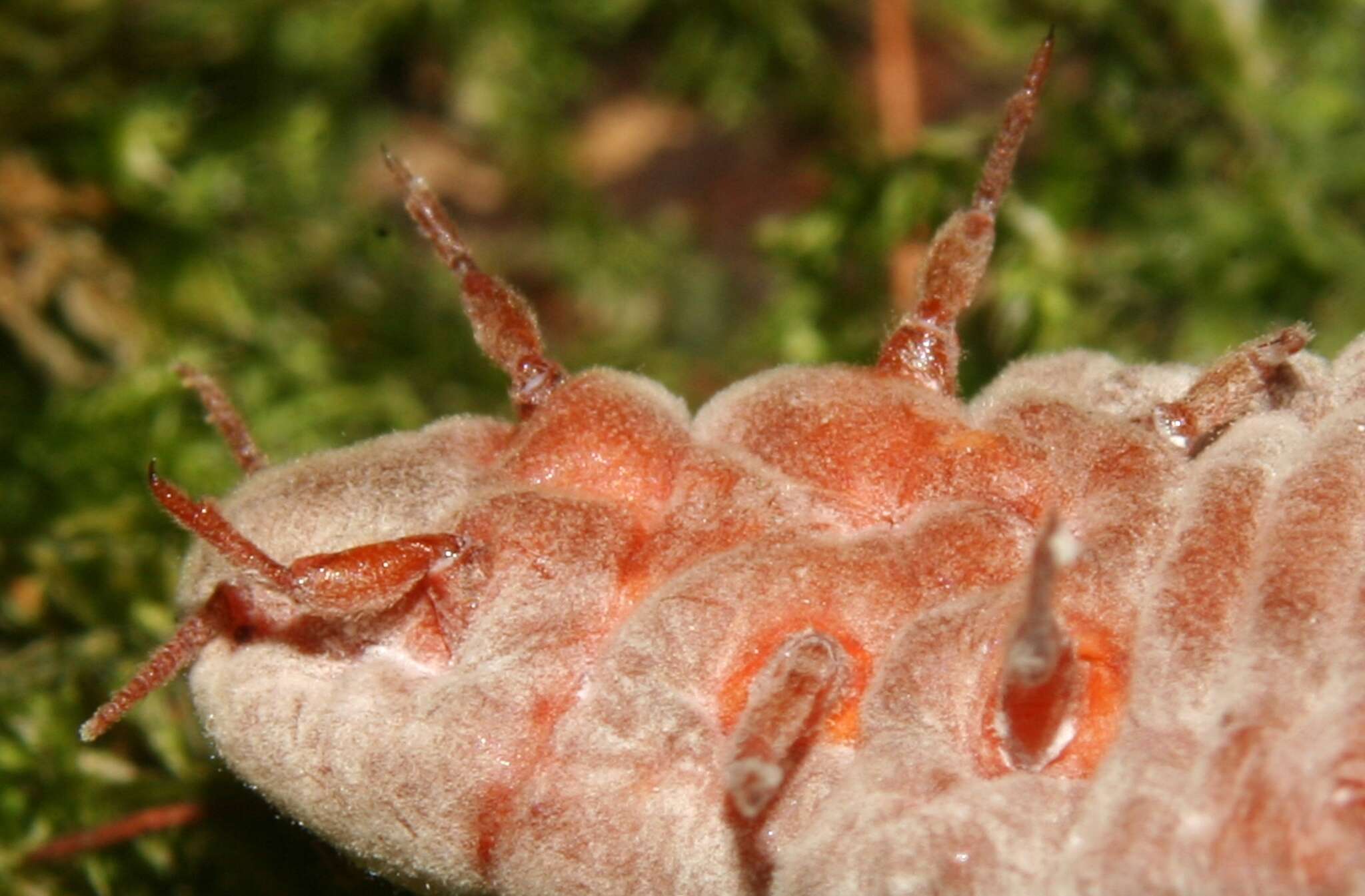 Imagem de Coelostomidia deboerae Morales 1991