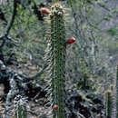 Image of Cleistocactus laniceps (K. Schum.) Rol.-Goss.