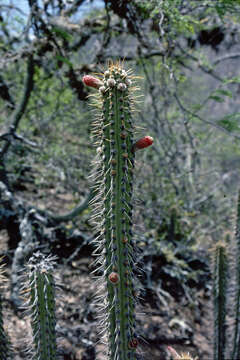 Image of Cleistocactus laniceps (K. Schum.) Rol.-Goss.