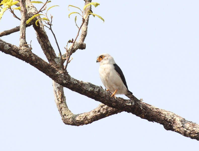 Image of Fielden's Falconet