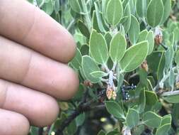 Слика од Arctostaphylos hookeri subsp. montana (Eastw.) P. V. Wells