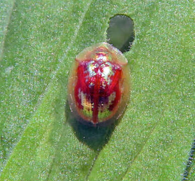 Plancia ëd Cassida (Mionycha) subreticulata Suffrian 1844