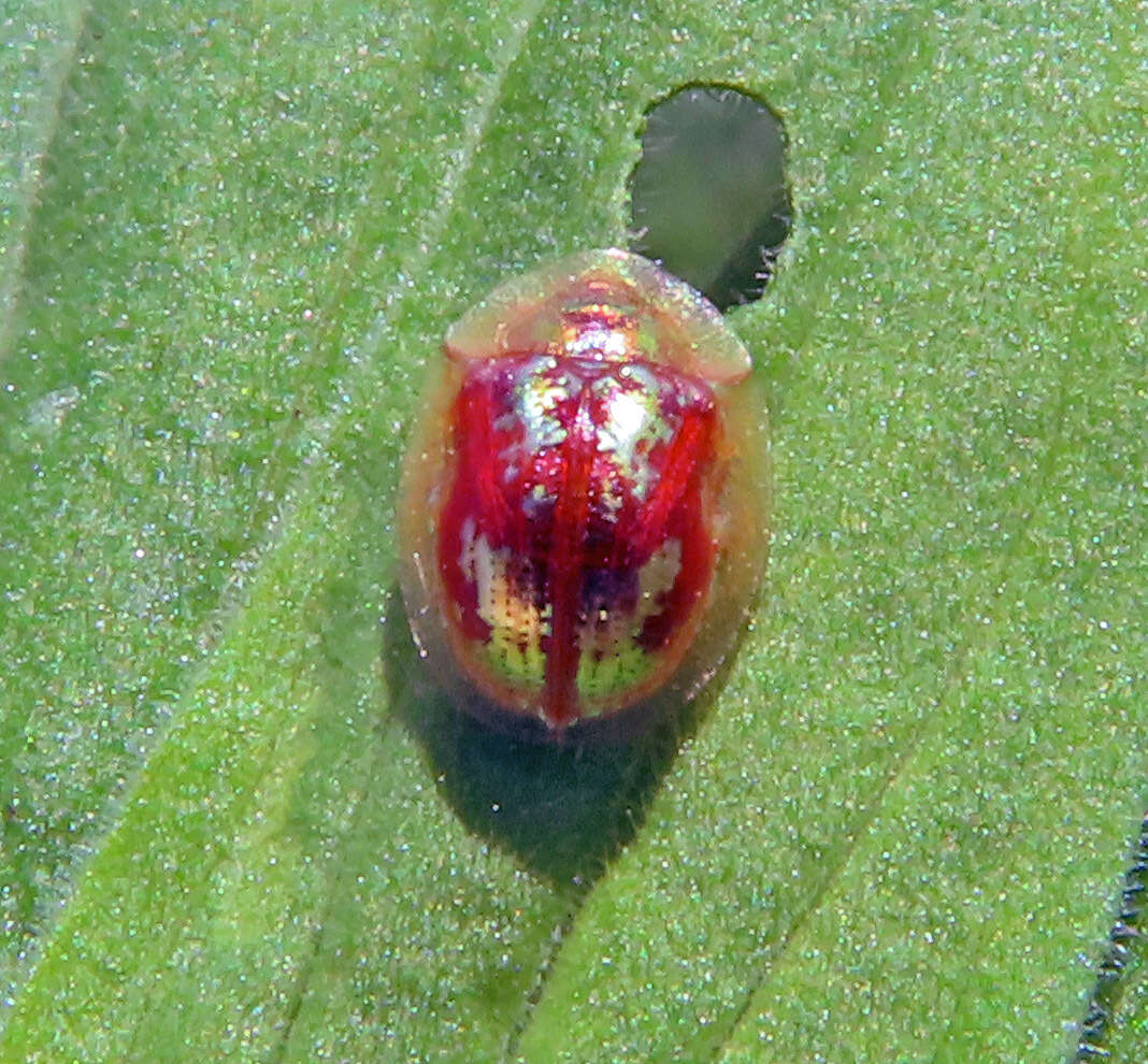 Plancia ëd Cassida (Mionycha) subreticulata Suffrian 1844