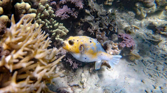 Image of Black Spotted Blow Fish