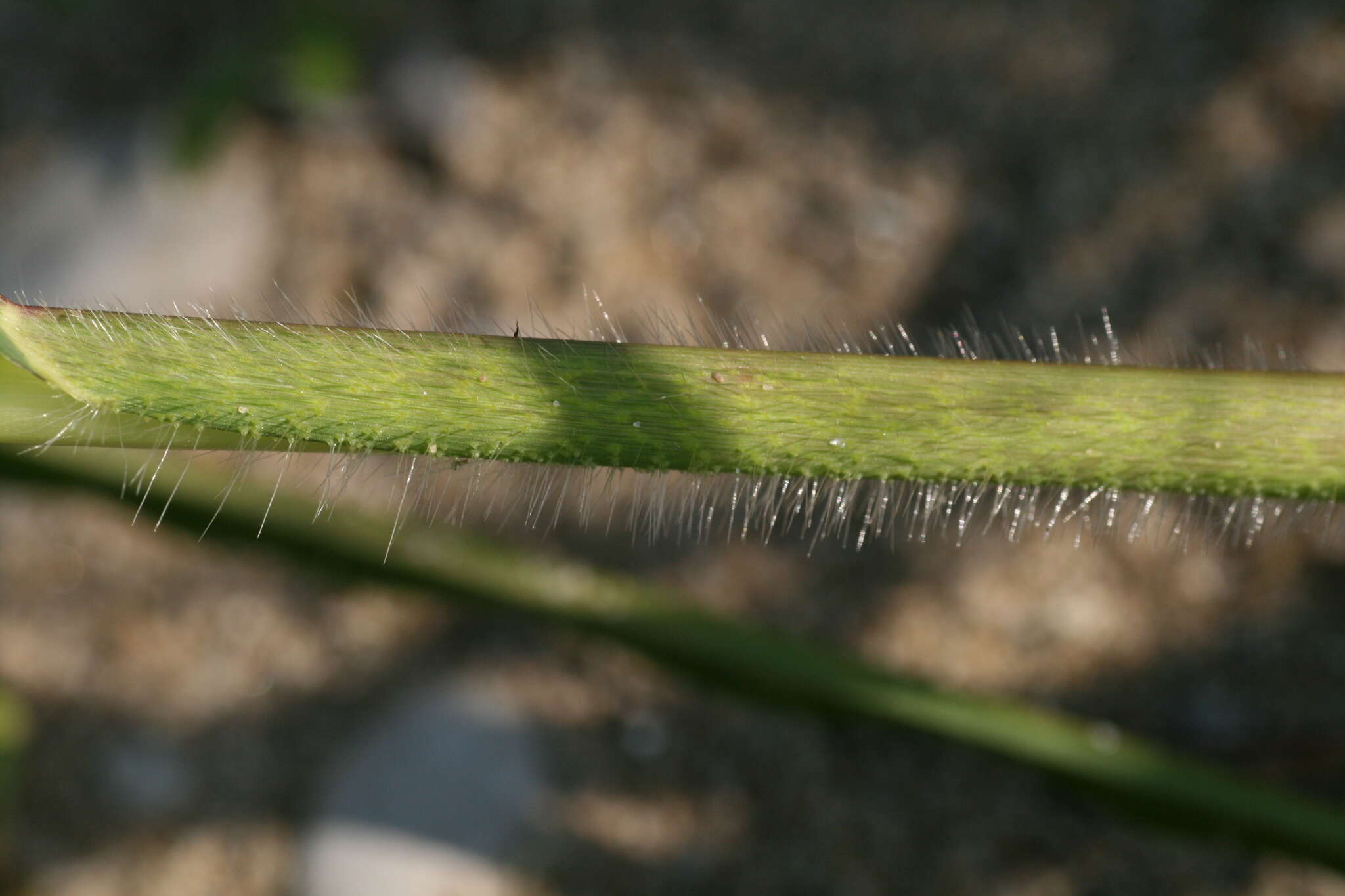 Image of Long-Awn Cock's-Spur Grass