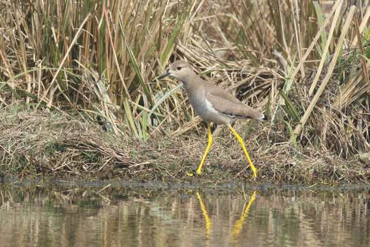 Image of White-tailed Lapwing