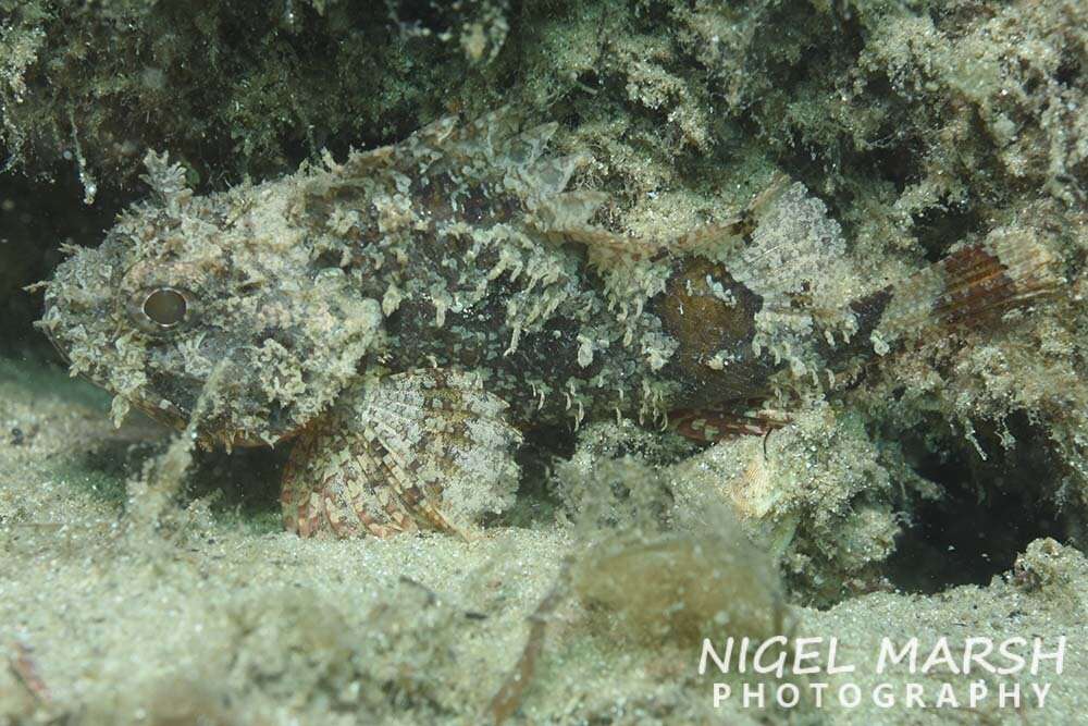 Image of Raggy scorpionfish