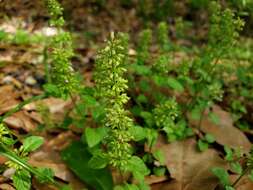 Image de Clinopodium gracile (Benth.) Kuntze