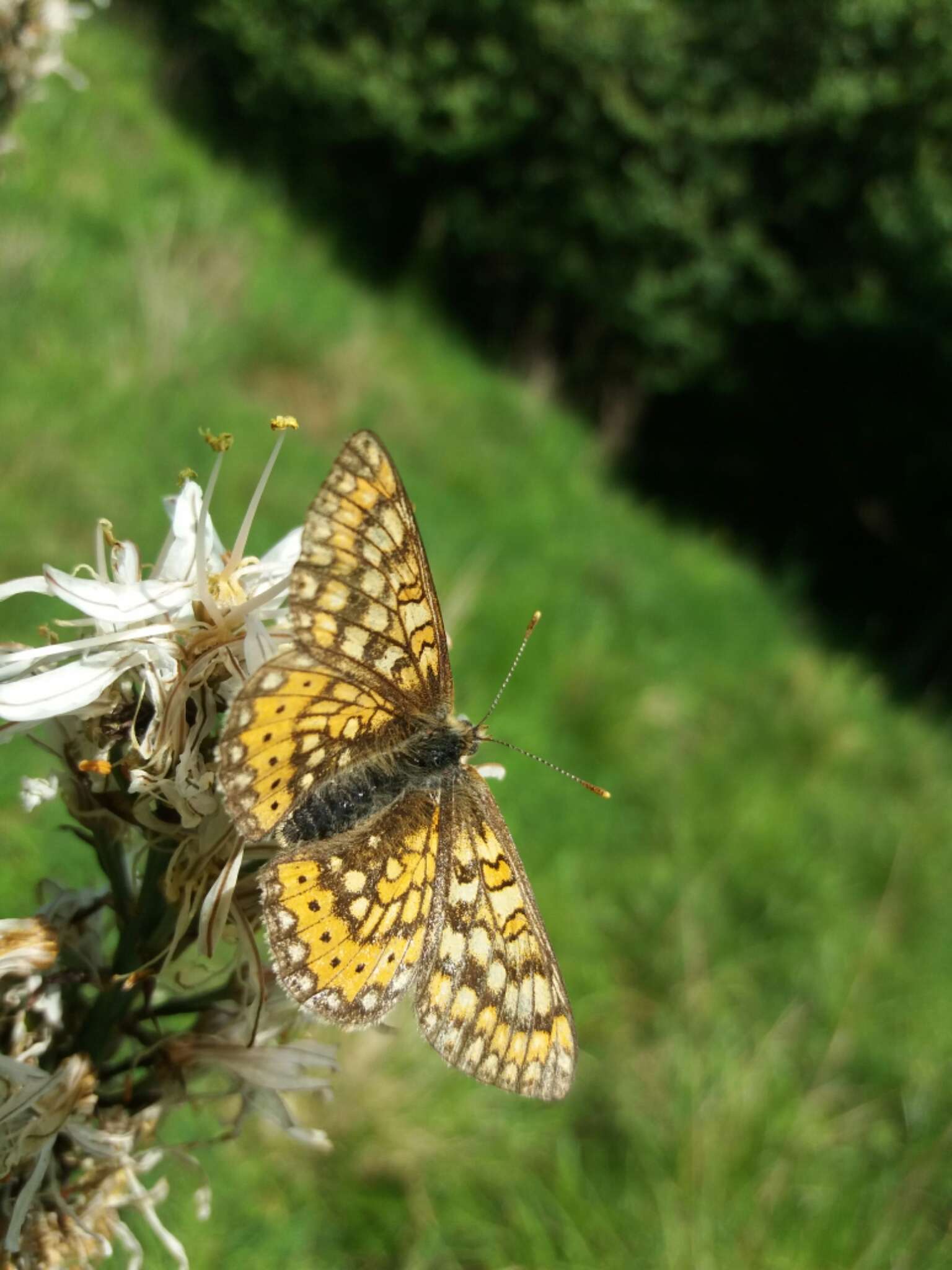 Euphydryas aurinia provincialis (Boisduval 1828)的圖片