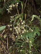 Image of Cyrtochilum myanthum (Lindl.) Kraenzl.