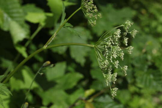 Plancia ëd Selinum physospermifolium (Albov) Hand