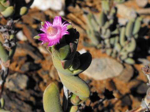 Image of Antimima alborubra (L. Bol.) M. Dehn