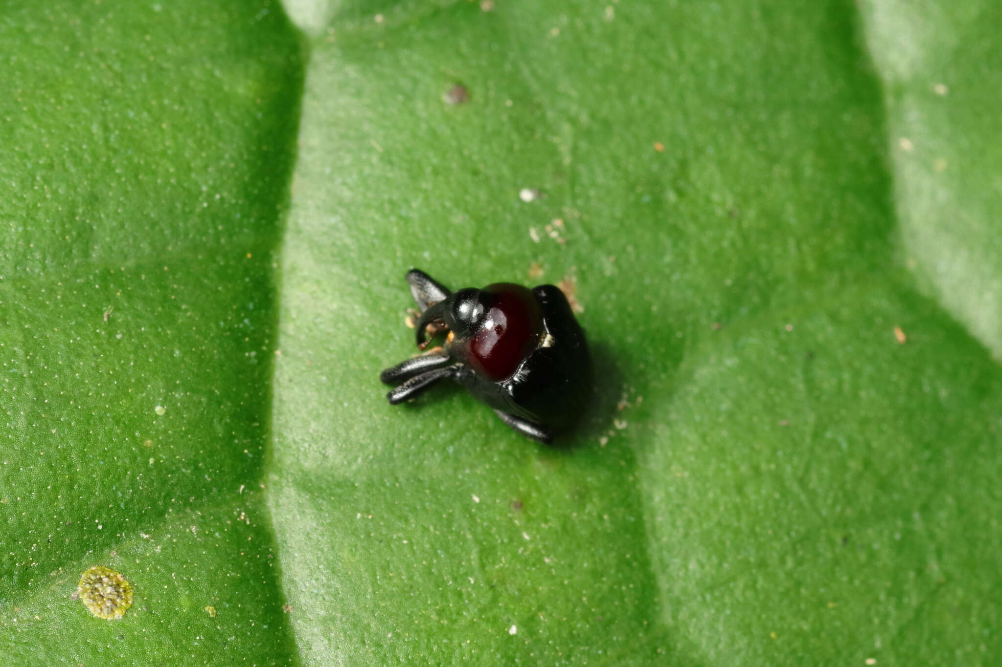 Image of Xystus sanguinicollis (Germar & E. F. 1823)