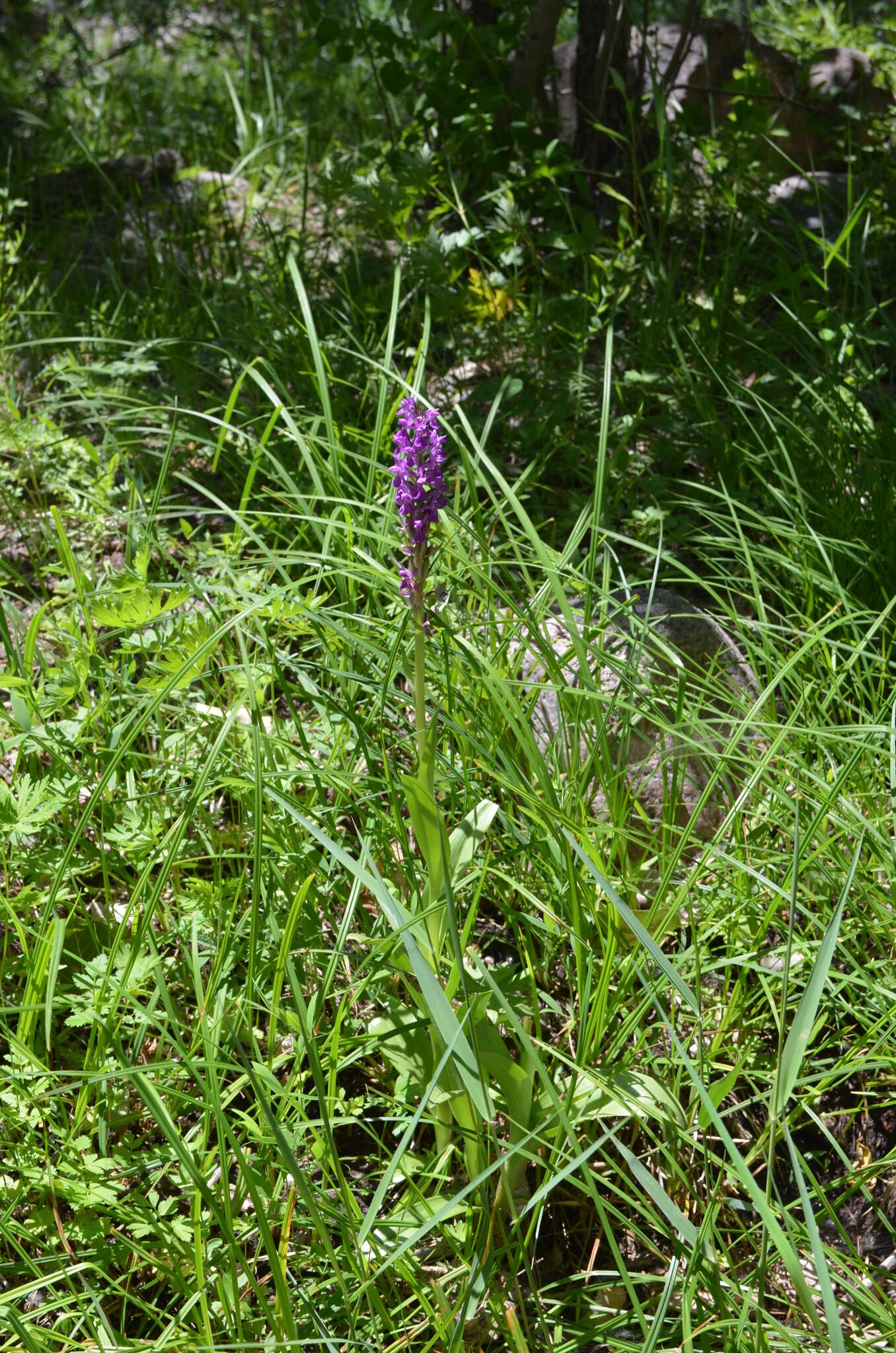 Image of Dactylorhiza umbrosa (Kar. & Kir.) Nevski