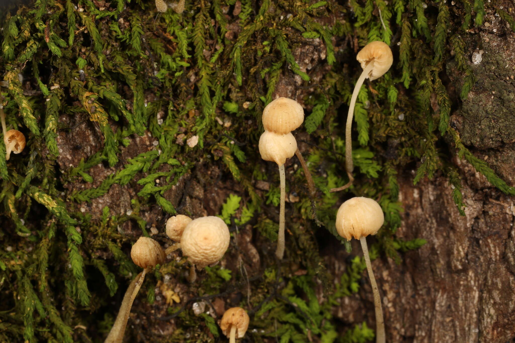 Image of Phloeomana minutula (Sacc.) Redhead 2016