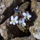 Слика од Viola columnaris Skottsb.