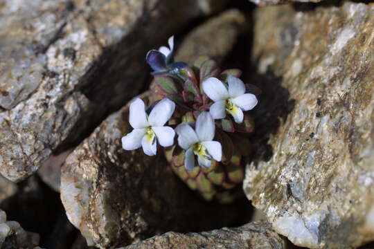 Слика од Viola columnaris Skottsb.