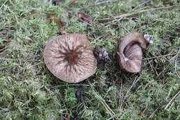 Pluteus umbrosus (Pers.) P. Kumm. 1871 resmi