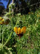 Image of Loasa tricolor Weinm.