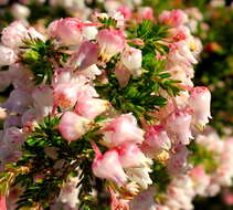 Image of Erica glomiflora var. glomiflora