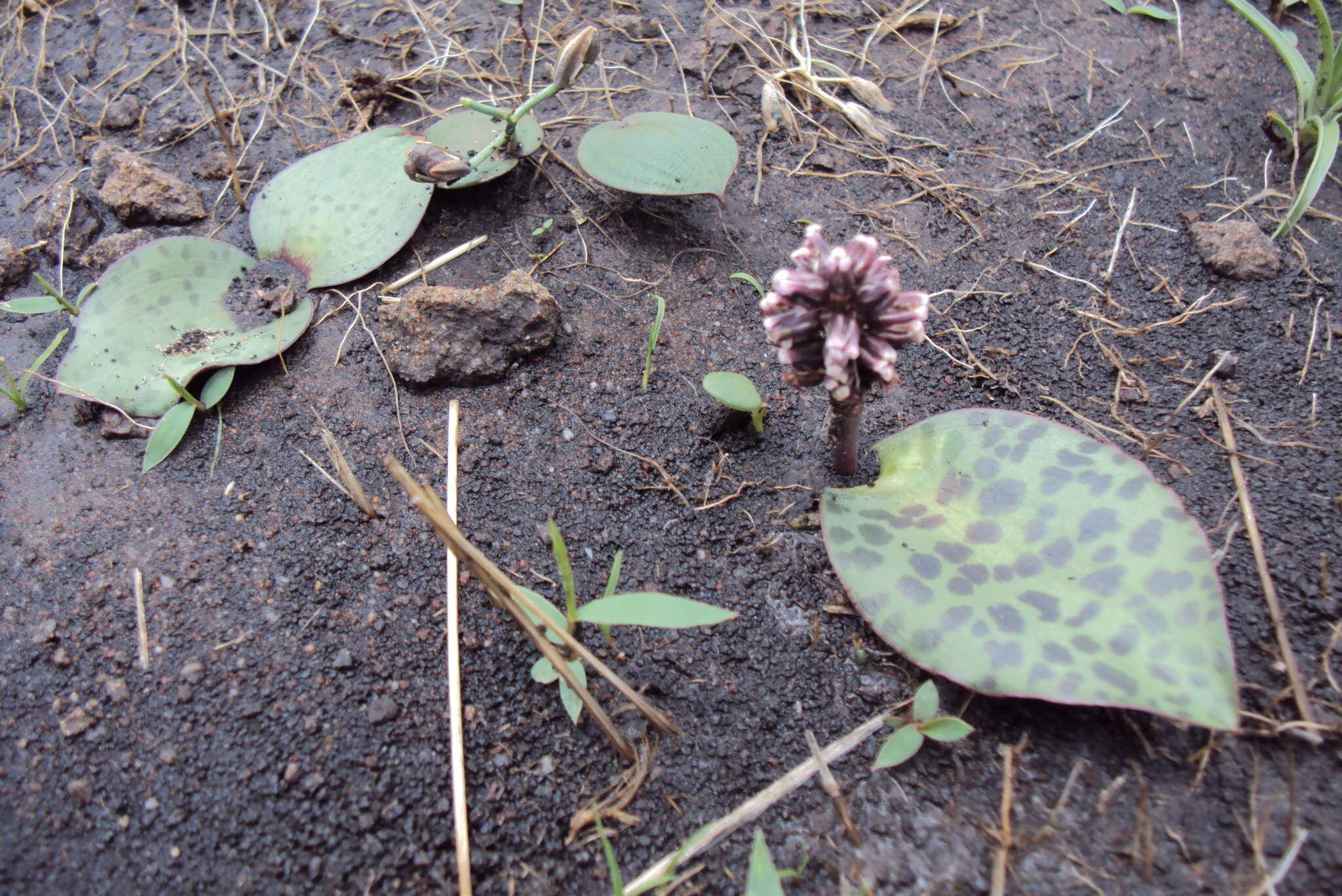 Image of Drimiopsis burkei Baker