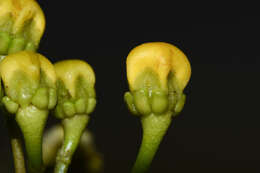 Image of Stigmaphyllon jatrophifolium A. Juss.