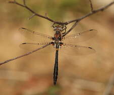 Image of Helocordulia Needham 1901