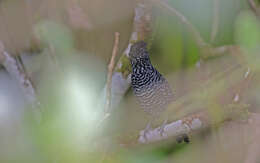 Image of Lined Antshrike