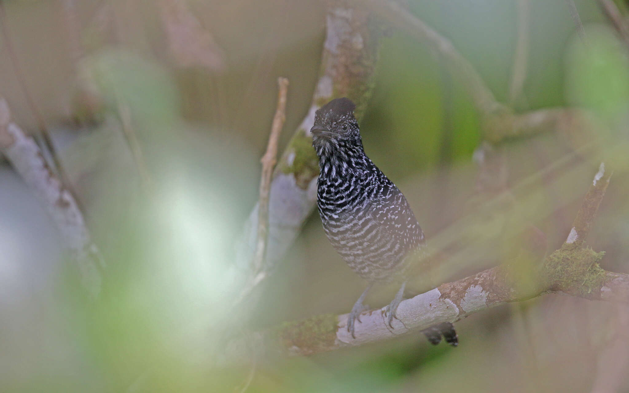 Image of Lined Antshrike