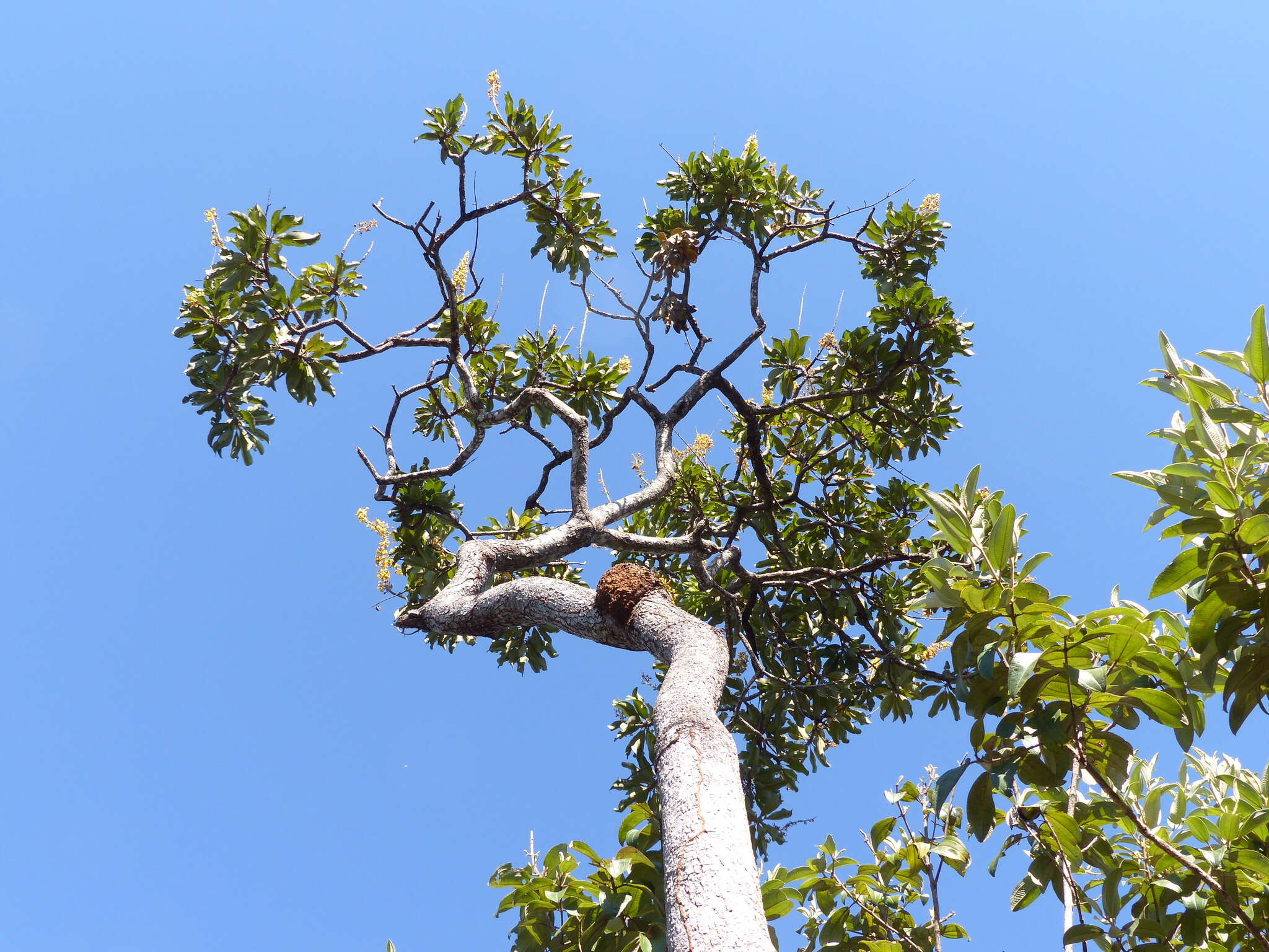 Image of Vochysia rufa Mart.