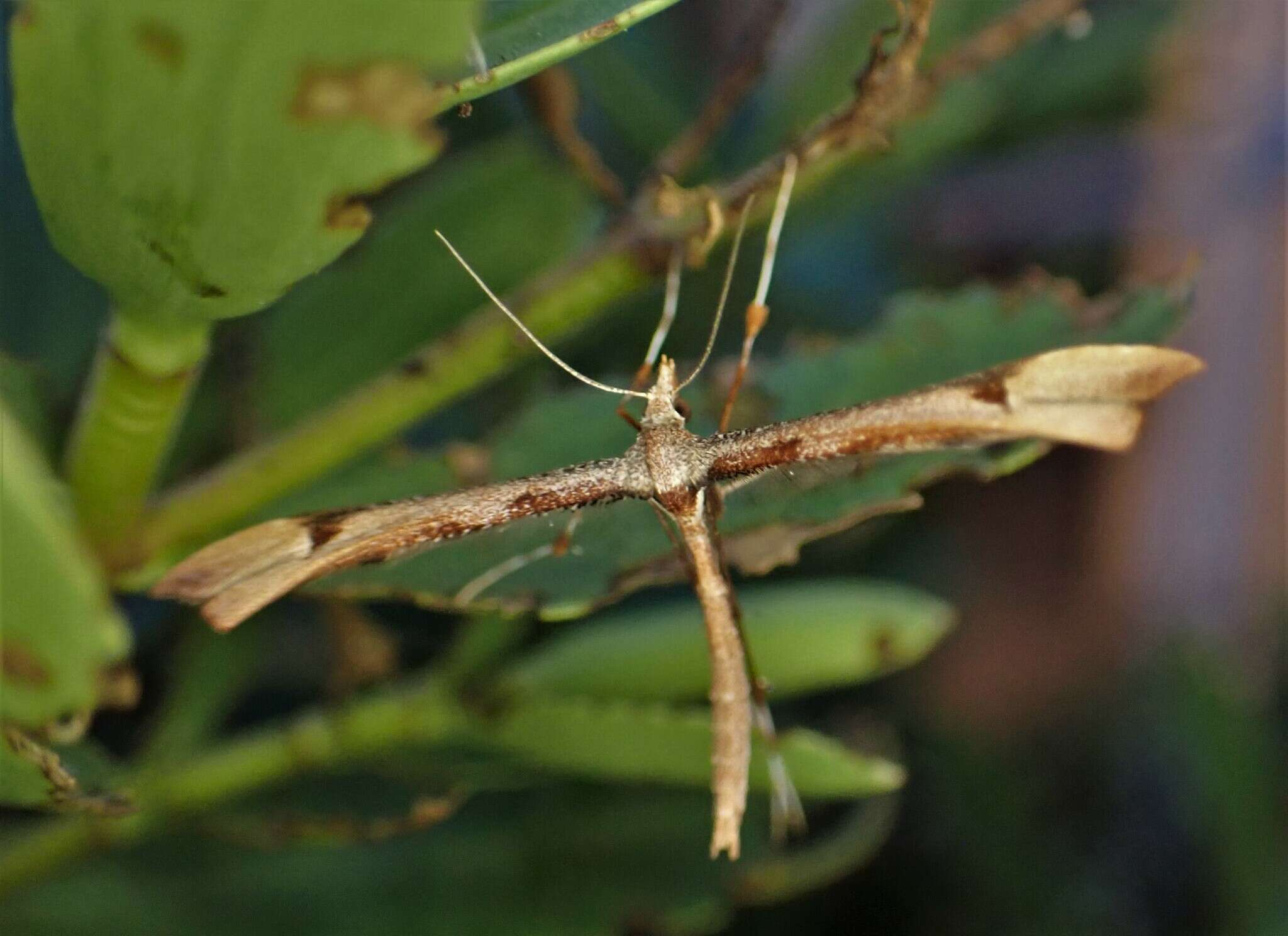 Amblyptilia heliastis (Meyrick 1884) resmi