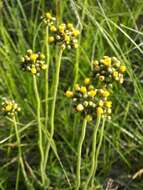 Image of Crepis praemorsa (L.) Tausch