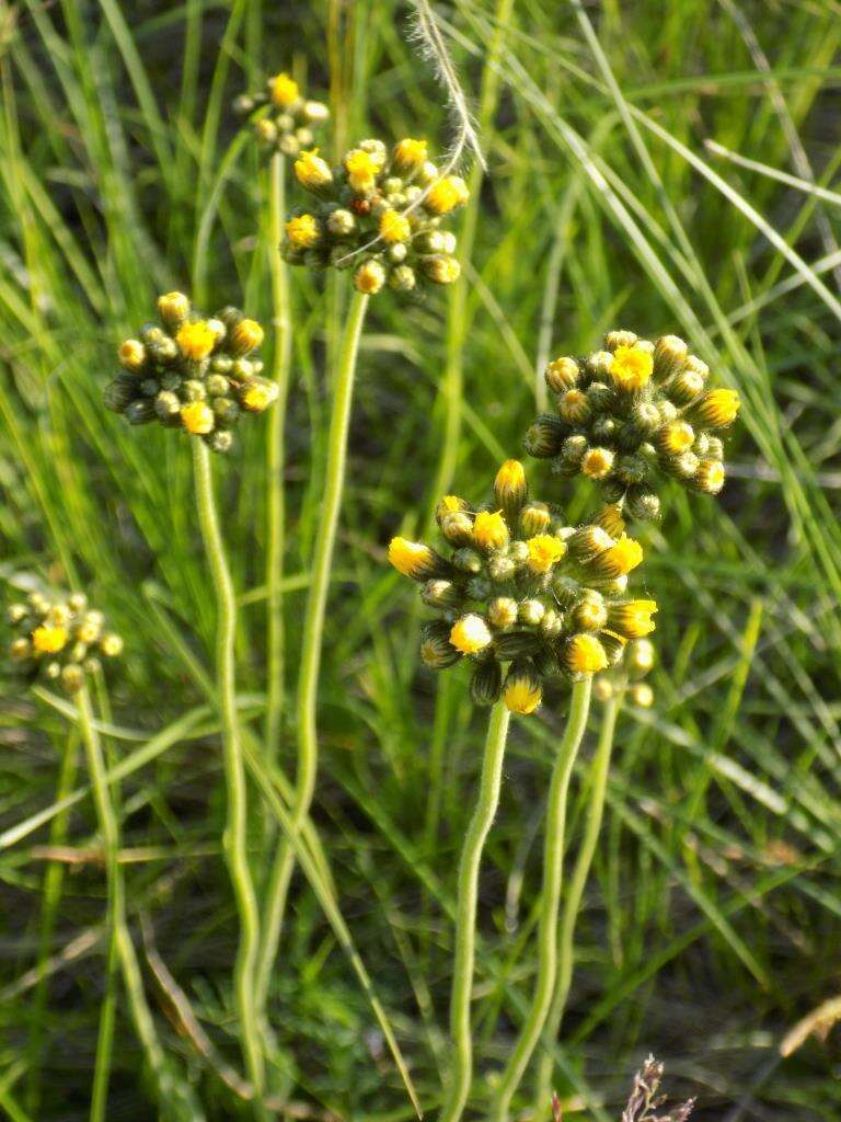 Image of Crepis praemorsa (L.) Tausch