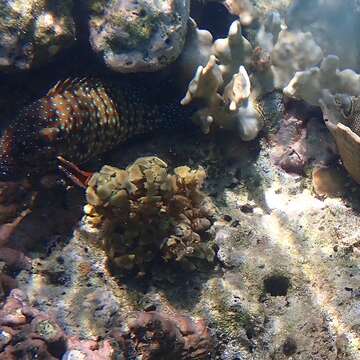 Image of Blue-spotted grouper