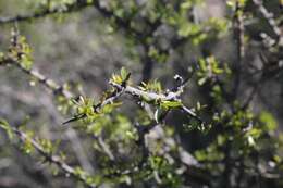 Imagem de Citharexylum brachyanthum (A. Gray ex Hemsl.) A. Gray