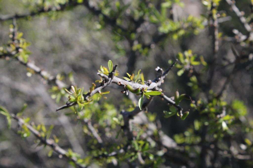 Imagem de Citharexylum brachyanthum (A. Gray ex Hemsl.) A. Gray