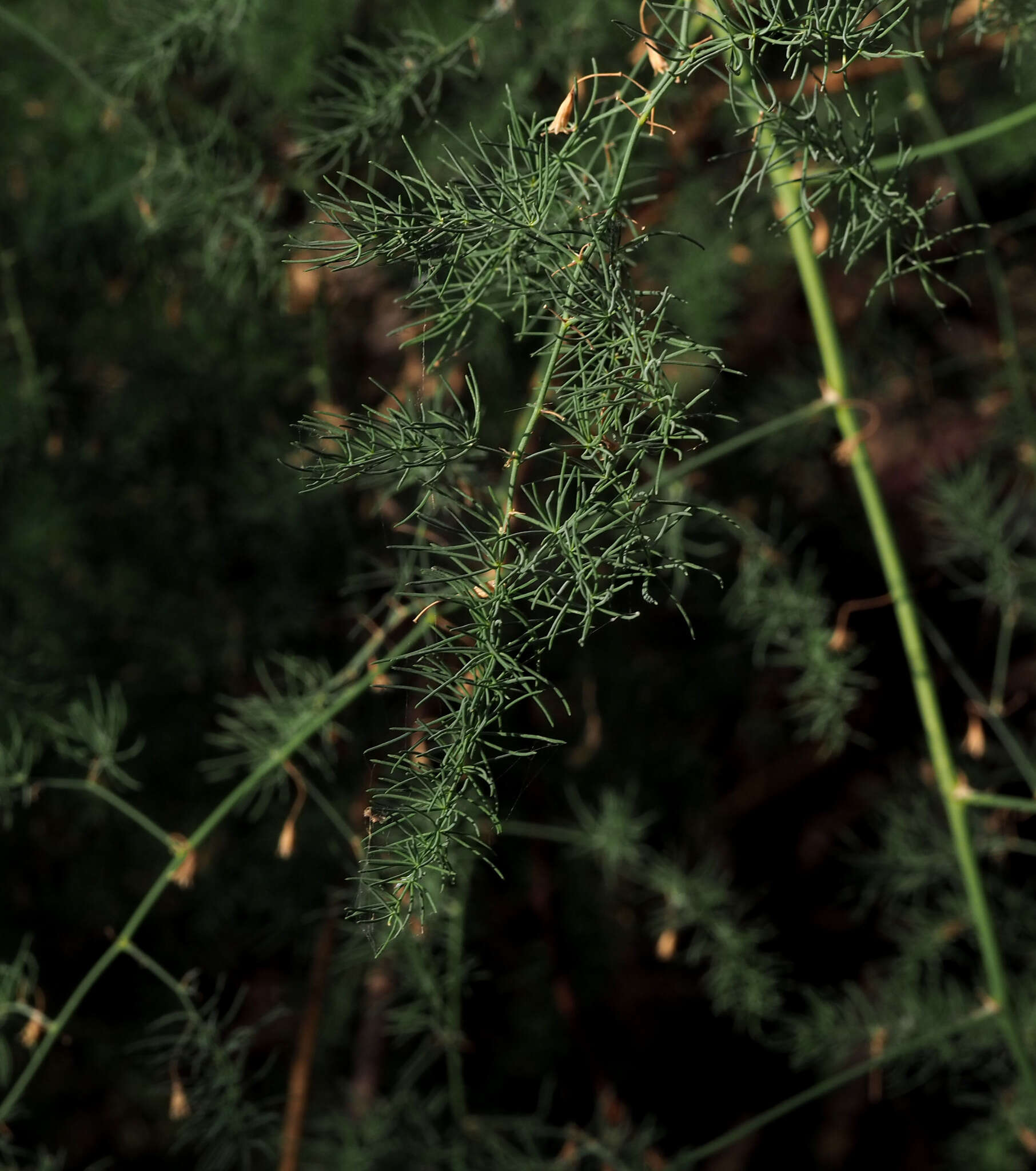 Imagem de Asparagus palaestinus Baker