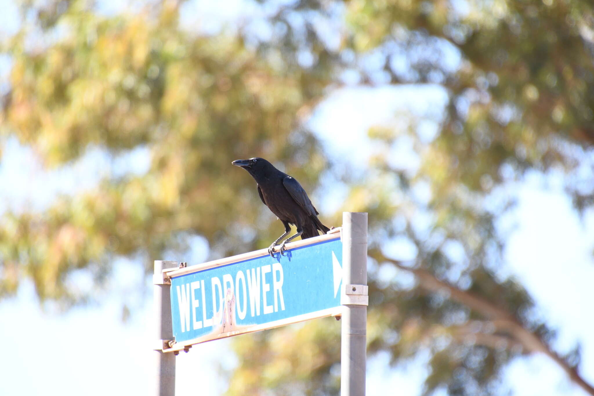 Imagem de Corvus bennetti North 1901