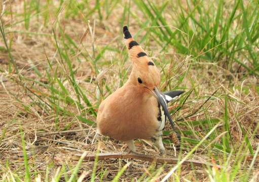 Imagem de Upupa epops epops Linnaeus 1758