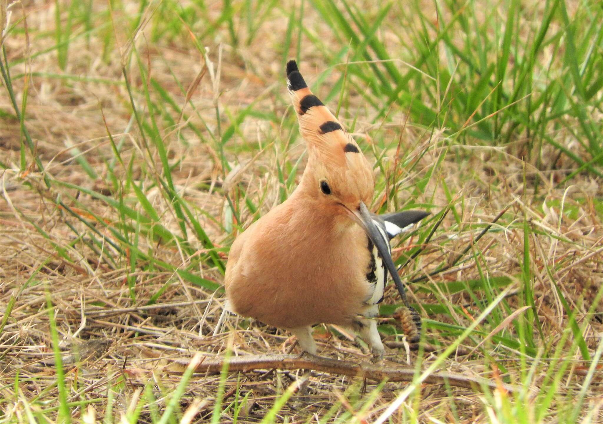 Image of Eurasian Hoopoe