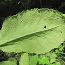 Image of Peronospora oerteliana J. G. Kühn 1884