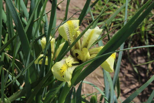 Image of Grant Duff's Iris