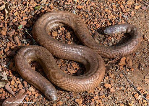 Image of Brown Sand Boa