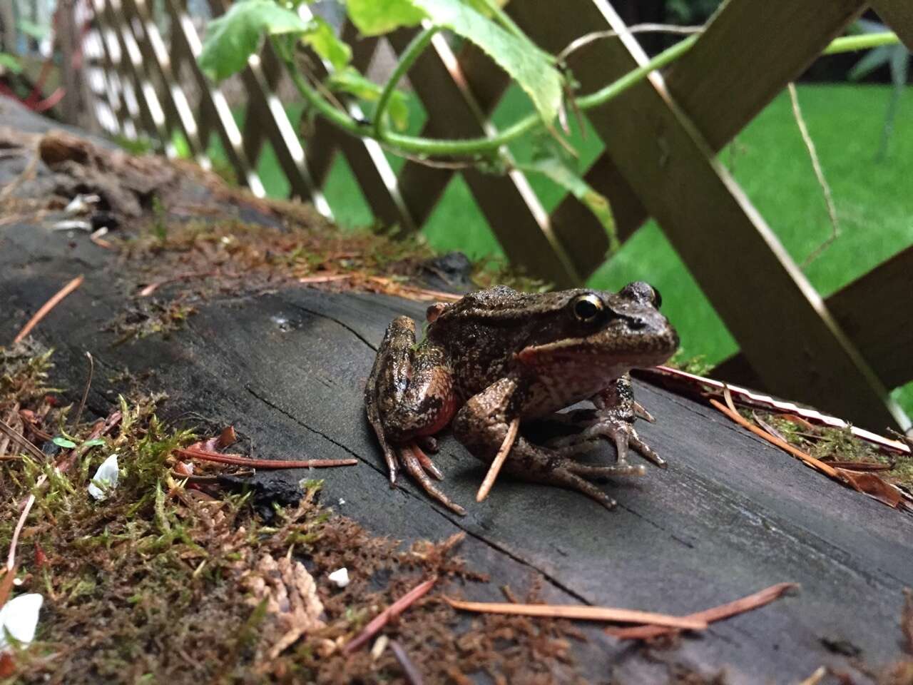 Image of Northern Red-legged Frog