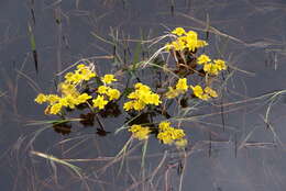 Image of Caltha palustris subsp. violacea (Khokhr.) A. N. Luferov