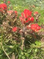 Image of coast Indian paintbrush