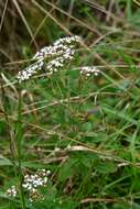 Image of Stevia tomentosa Kunth