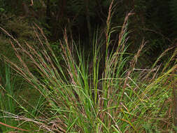 Image of Lanai sawsedge