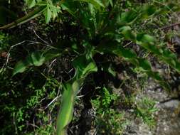 Calochortus cernuus Painter resmi