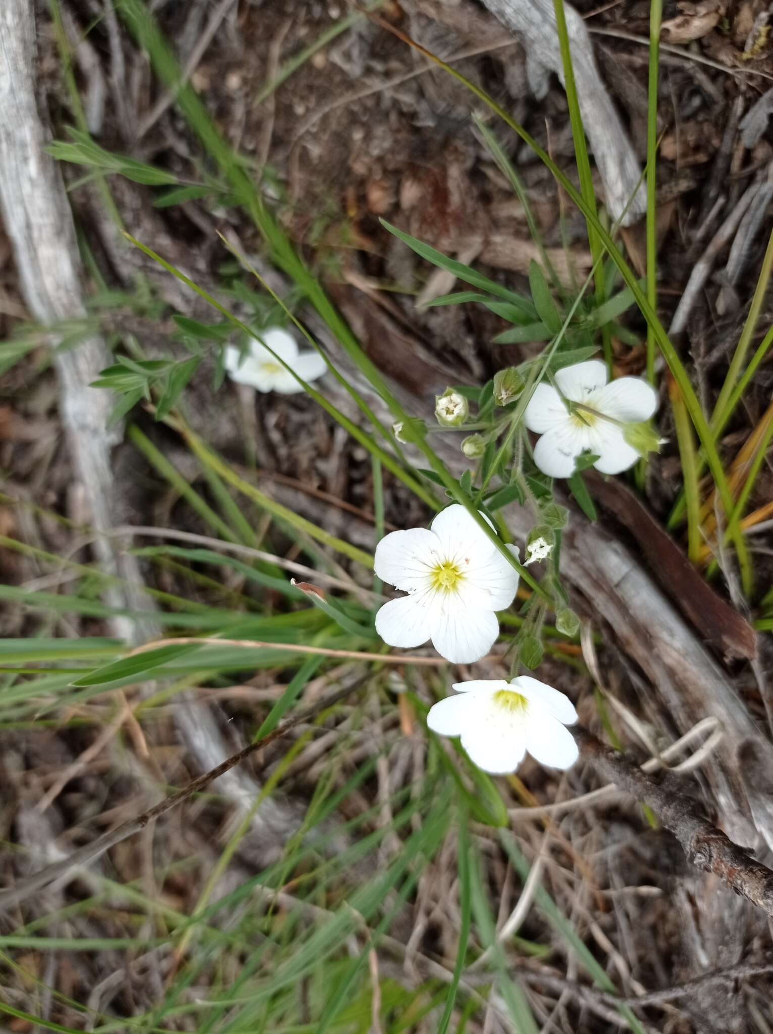 Image of mountain sandwort